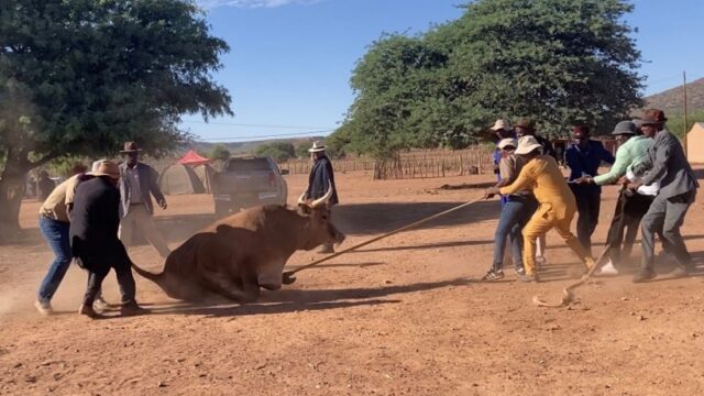 Shino Yamamoto (Graduate Student) Dispatch report, Namibia (2023/09/25-2023/12/26)